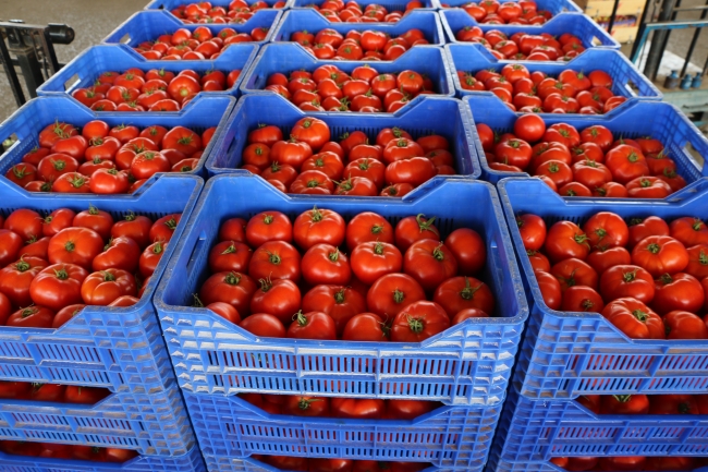 Rusya'ya en çok domates ihraç edildi